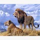 Diamond Painting Set FH813 Lions Square Stones 50 x 40 cm