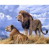 Diamond Painting Set FH813 Lions Square Stones 50 x 40 cm