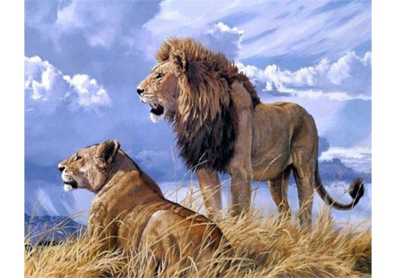 Diamond Painting Set FH813 Lions Square Stones 50 x 40 cm