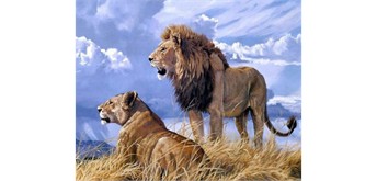 Diamond Painting Set FH813 Lions Square Stones 50 x 40 cm