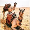 Diamond Painting Set GD81655 Camels 35 x 25 cm