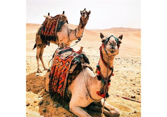 Diamond Painting Set GD81655 Camels 35 x 25 cm