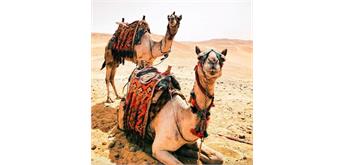 Diamond Painting Set GD81655 Camels 35 x 25 cm