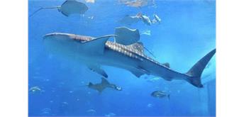 Diamond Painting Set H541 Whale Shark 50 x 40 cm