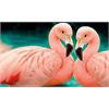 Diamond Painting Set MR27685 Flamingos 15 x 25 cm