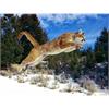 Diamond Painting Set OD2106 Mountain Lion 50 x 40 cm