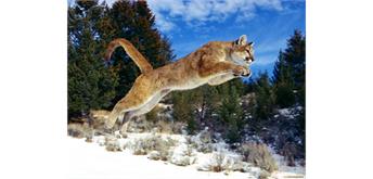 Diamond Painting Set OD2106 Mountain Lion 50 x 40 cm