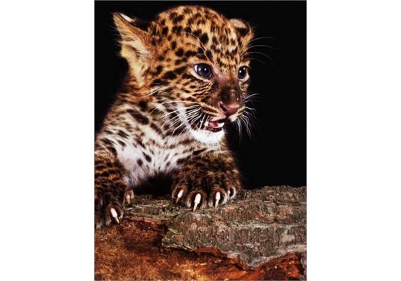 Diamond Painting Set Q324 Leopard Cub 20 x 30 cm