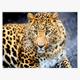 Diamond Painting Set S295 Leopard 50 x 40 cm