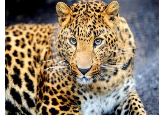 Diamond Painting Set S295 Leopard 50 x 40 cm