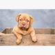 Diamond Painting Set S879 Puppy 50 x 40 cm