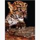 Diamond Painting Set X245 Tiger Cub 40 x 30 cm