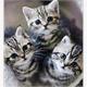 Diamond Painting The Three Kittens 30 x 40 cm, runde Steine