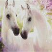 Diamond Painting White Horse in Love 40 x 50 cm, ECKIGE STEINE | Bild 2