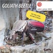 Eugy 111 3D Bastelset Goliathkäfer | Bild 6
