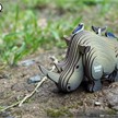 Eugy - 3D 076 Bastelset Nashorn | Bild 5