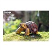 Eugy - 3D 104 Bastelset Landschildkröte | Bild 5