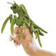 Folkmanis Fingerpuppe 2610 Mini Gottesanbeterin