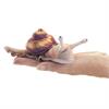 Folkmanis Fingerpuppe 8003 Mini Schnecke