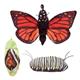 Folkmanis Handpuppe 3073 - Metamorphose Schmetterling