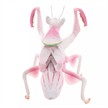Folkmanis Handpuppe 3236 Gottesanbeterin | Bild 3