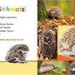 Hör mal rein, wer kann das sein? – Natur | Bild 3