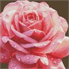 Ideyka AMC7854 Diamond Painting ohne Rahmen - Perfekte Rose 30 x 40 cm