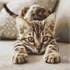 Ideyka AMO20280 Diamond Painting mit Rahmen Verspieltes Kätzchen 40 x 40 cm