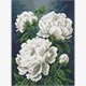 Ideyka AMO20446 Diamond Painting Weisse Pfingstrosen mit Rahmen 30 x 40 cm