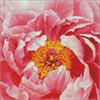 ideyka AMO7273 Diamond Painting - Pfingstrose mit Rahmen 40 x 40 cm