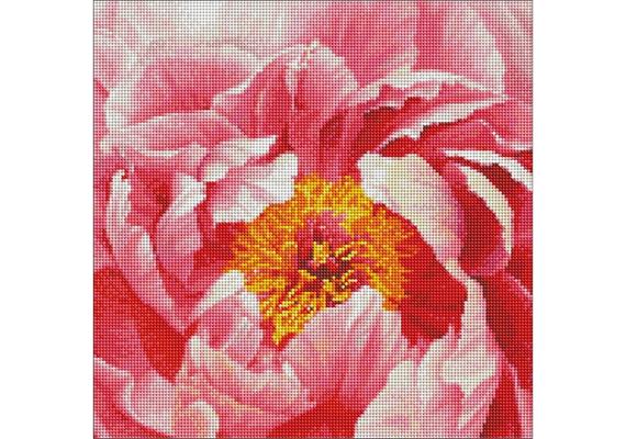 ideyka AMO7273 Diamond Painting - Pfingstrose mit Rahmen 40 x 40 cm