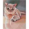 ideyka AMO7530 Diamond Painting - Lieblingspelz mit Rahmen 40 x 50 cm