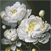 ideyka AMO7609 Diamond Painting - Tadellose Schönheit mit Rahmen 40 x 40 cm