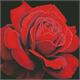 ideyka AMO7634 Diamond Painting - Rote Rose mit Rahmen 40 x 40 cm