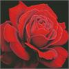 ideyka AMO7634 Diamond Painting - Rote Rose mit Rahmen 40 x 40 cm