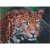 ideyka AMO7724 Diamond Painting - Leopard mit Rahmen 30 x 40 cm