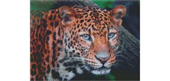 ideyka AMO7724 Diamond Painting - Leopard mit Rahmen 30 x 40 cm