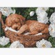 Ideyka AMO8170 Diamond Painting Schlafender Pudel 30 x 40 mit Rahmen