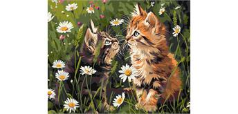 ideyka KHO6631 Malen nach Zahlen - Katzen in Blumen 40 x 50 cm