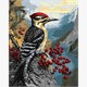 ideyka KHO6778 Malen nach Zahlen - Specht auf einem Schneeballstrauch 40 x 50 cm