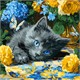 Ideyka KHO6795 Malen nach Zahlen Blauäugiges Kätzchen 40 x 40