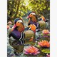 Ideyka KHO6957 Malen nach Zahlen Enten zwischen Seerosen 30 x 40 cm