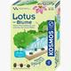 Kosmos 63727 Lotus-Blume