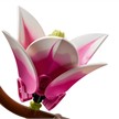 LEGO® Botanicals 11510 Magnolienzweige | Bild 3