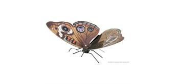 Metal Earth - Butterfly Buckeye MMS124
