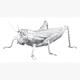 Metal Earth - Grasshopper