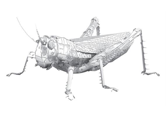 Metal Earth - Grasshopper