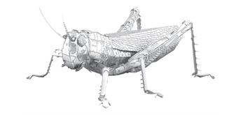 Metal Earth - Grasshopper