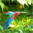 Metal Earth - ICONX - Parrot, Jubilee Macaw | Bild 3