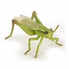 Papo 50268 Spielfigur Heuschrecke 6.5 cm